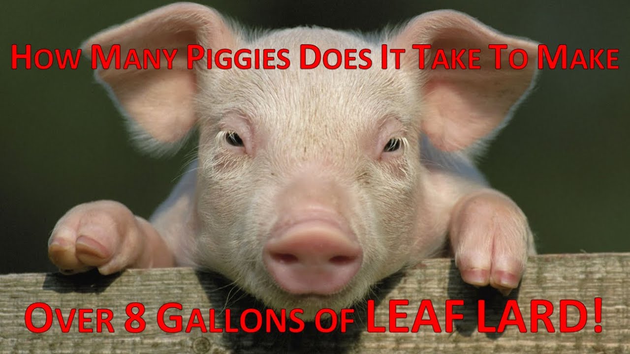 leaf lard where to buy
